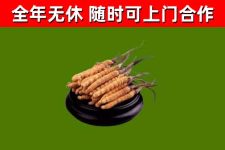 江城回收冬虫夏草