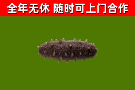 江城烟酒回收干海参.jpg